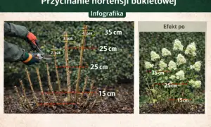 Instrukcja przycinania hortensji bukietowej: jak obcinać suche kwiaty, by uzyskać bujne kwitnienie. Pokazano cięcie na 2, 3 lub 4 pąk.