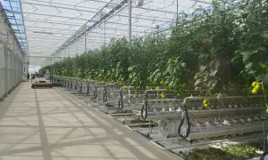 Wnętrze tunelu foliowego z rzędami pomidorów na hydroponice. Widać system nawadniania i dojrzewające owoce.