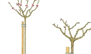 Ilustracja pokazuje, kiedy przycinać róże na pniu. Po lewej róża po przycięciu, po prawej przed przycięciem.