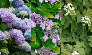 Trzy panele z hortensjami: niebieskie i fioletowe, różowe i purpurowe, białe. Piękna hortensja w cieniu.