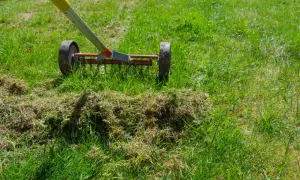 Aerator usuwa filc, by trawa była gęsta. Widać zgrabiałą trawę i narzędzie do pielęgnacji.