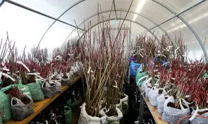 Szkółka z młodymi drzewkami do szczepienia. Wiele sadzonek w workach, gotowych do dalszej uprawy.
