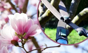 Delikatne kwiaty magnolii i sekator. Dowiedz się, kiedy ciąć magnolie, by cieszyć się ich pięknem.