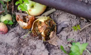 Rój os żeruje na zgniłych jabłkach, które powoli stają się naturalnym nawozem dla gleby.