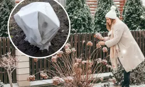 Zimowanie hortensji ogrodowej: okryta roślina w okręgu i kobieta przy zaschniętych kwiatach.