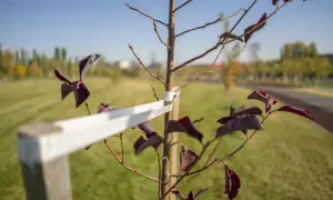Młode drzewko z ciemnymi liśćmi, podparte palikowaniem, by zapewnić mu stabilność.