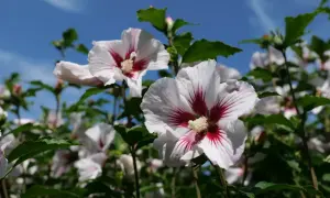 Białe kwiaty hibiskusa ogrodowego z czerwonymi żyłkami, gotowe do zimowania.