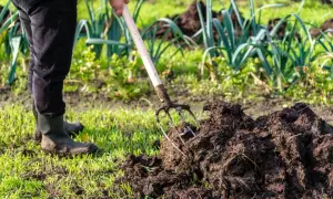 Osoba w gumowcach przekopuje widoczny na pierwszym planie obornik. To naturalny nawóz, który zasila glebę.