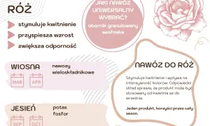 Wskazówki dotyczące nawożenia róż: stymulacja kwitnienia, przyspieszenie wzrostu i zwiększenie odporności. Wiosną nawozy wieloskładnikowe, jesienią potas i fosfor.