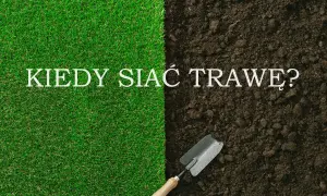 Zielona trawa i ciemna ziemia z łopatką. Napis: KIEDY SIAĆ TRAWĘ? Idealny czas na siew trawy.