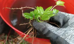 Ręka w rękawicy trzyma sadzonkę podagrycznika. W tle czerwone wiadro z wodą, być może do przygotowania gnojówki z podagrycznika.