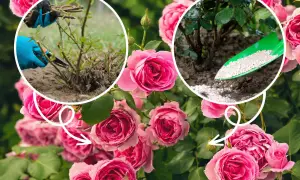 Jak dbać o róże: przycinanie pędów i nawożenie. Piękne, różowe róże kwitną obficie dzięki odpowiedniej pielęgnacji.