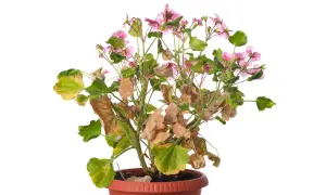 Pelargonia z żółknącymi liśćmi, usychającymi kwiatami. Przyczyny, dlaczego liście pelargonii żółkną, mogą być różne.