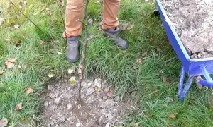 Jesienne przygotowanie gleby: obornik pod drzewka owocowe. Wózek z nawozem czeka obok.
