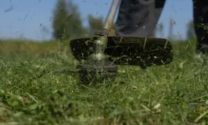 Intensywne koszenie trawy w upał. Świeżo ścięta trawa fruwa w powietrzu, a słońce praży.