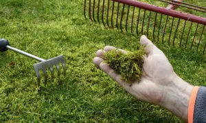 Dłoń trzyma mech, przygotowując się do pielęgnacji trawnika. W tle grabie.