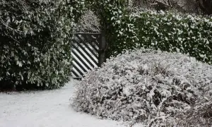 Zimowy ogród z zasypaną śniegiem laurowiśnią i innymi krzewami.
