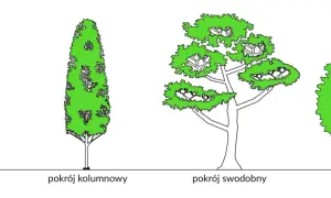 Ilustracja przedstawia cztery drzewa: stożkową jodłę lub świerk, kolumnowy pokrój, swobodny i kulisty.