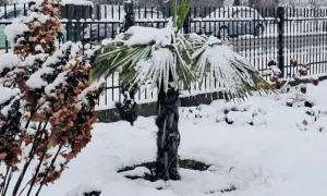 Zimowa sceneria w ogrodzie: palma pod śniegiem, obok uschnięte krzewy.