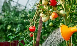 Podlewanie pomidorów w szklarni. Pomarańczowa konewka z wodą podlewa krzak pomidorów z dojrzewającymi owocami.
