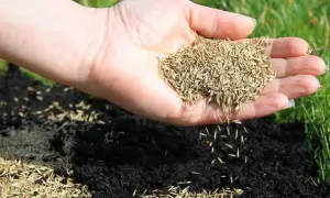 Dłoń rozsypuje nasiona trawy na ziemi. Kiełkowanie trawy może być zagrożone przez przymrozki, jeśli posiejemy ją zbyt wcześnie.