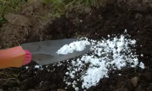 Łopatka rozsypuje biały proszek na ciemnej ziemi. To odkażanie gleby wapnem, przygotowanie do nowego sezonu.