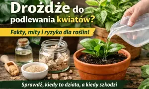Nawóz z drożdży dla roślin? Na zdjęciu widać składniki do jego przygotowania i podlewanie młodej rośliny.