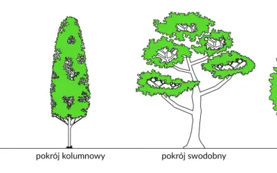 Ilustracja przedstawia cztery drzewa: stożkową jodłę lub świerk, kolumnowy pokrój, swobodny i kulisty.