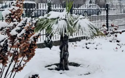 Zimowa sceneria w ogrodzie: palma pod śniegiem, obok uschnięte krzewy.