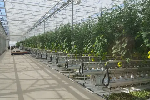 Wnętrze tunelu foliowego z rzędami pomidorów na hydroponice. Widać system nawadniania i dojrzewające owoce.