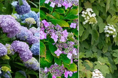 Trzy panele z hortensjami: niebieskie i fioletowe, różowe i purpurowe, białe. Piękna hortensja w cieniu.