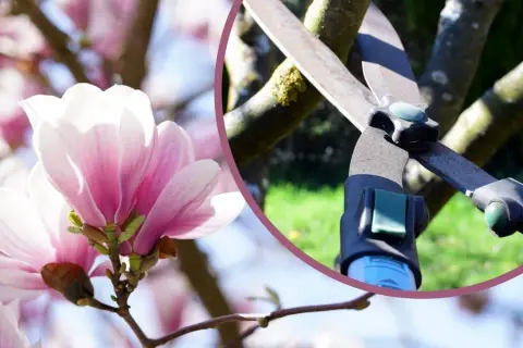 Delikatne kwiaty magnolii i sekator. Dowiedz się, kiedy ciąć magnolie, by cieszyć się ich pięknem.