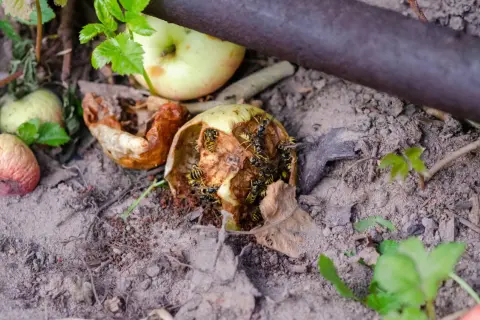 Rój os żeruje na zgniłych jabłkach, które powoli stają się naturalnym nawozem dla gleby.