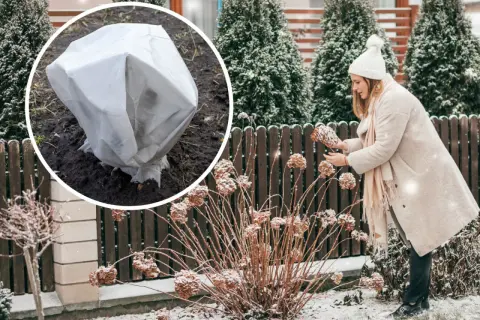 Zimowanie hortensji ogrodowej: okryta roślina w okręgu i kobieta przy zaschniętych kwiatach.