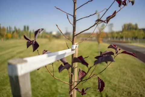 Młode drzewko z ciemnymi liśćmi, podparte palikowaniem, by zapewnić mu stabilność.