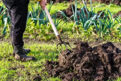 Osoba w gumowcach przekopuje widoczny na pierwszym planie obornik. To naturalny nawóz, który zasila glebę.