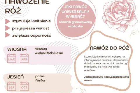 Wskazówki dotyczące nawożenia róż: stymulacja kwitnienia, przyspieszenie wzrostu i zwiększenie odporności. Wiosną nawozy wieloskładnikowe, jesienią potas i fosfor.