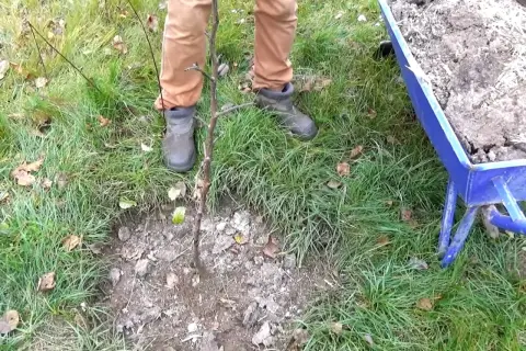 Jesienne przygotowanie gleby: obornik pod drzewka owocowe. Wózek z nawozem czeka obok.