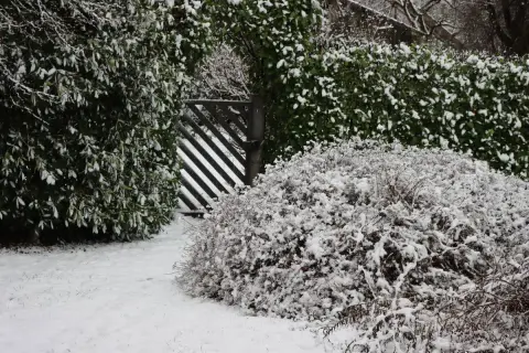 Zimowy ogród z zasypaną śniegiem laurowiśnią i innymi krzewami.