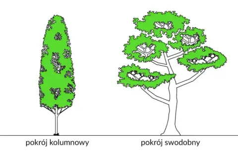 Ilustracja przedstawia cztery drzewa: stożkową jodłę lub świerk, kolumnowy pokrój, swobodny i kulisty.