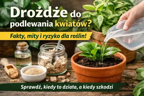 Nawóz z drożdży dla roślin? Na zdjęciu widać składniki do jego przygotowania i podlewanie młodej rośliny.