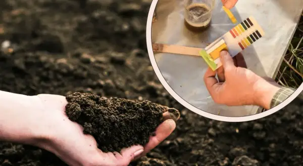 Ręka trzyma ziemię, a w okręgu widać pomiar pH gleby za pomocą papierka wskaźnikowego.