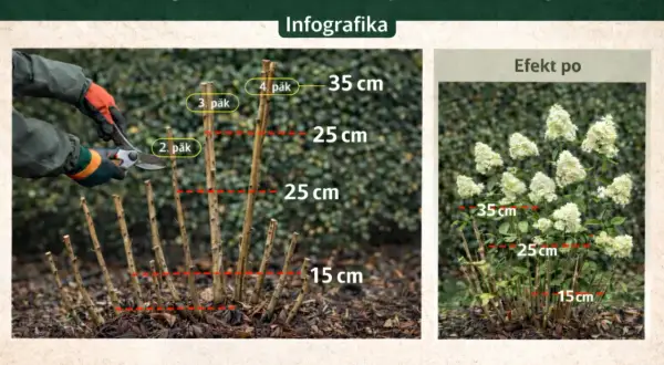 Instrukcja przycinania hortensji bukietowej: jak obcinać suche kwiaty, by uzyskać bujne kwitnienie. Pokazano cięcie na 2, 3 lub 4 pąk.