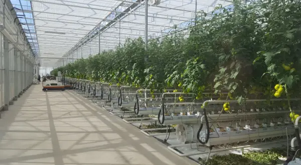 Wnętrze tunelu foliowego z rzędami pomidorów na hydroponice. Widać system nawadniania i dojrzewające owoce.