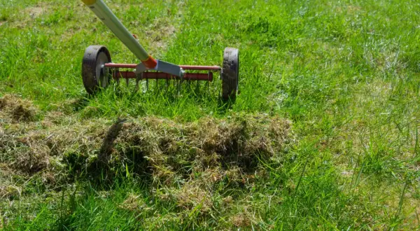 Aerator usuwa filc, by trawa była gęsta. Widać zgrabiałą trawę i narzędzie do pielęgnacji.