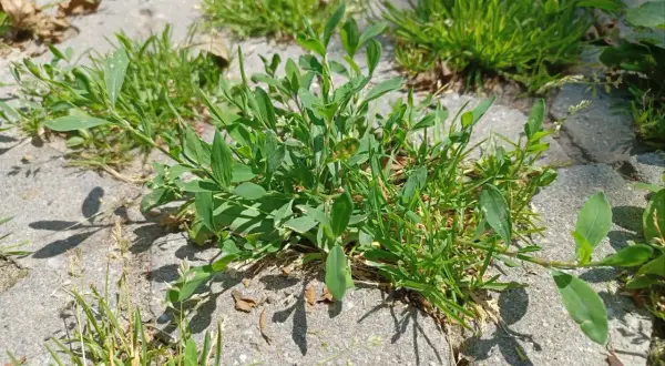 Zielona świńska trawa przebija się przez betonowe płyty, tworząc bujne kępki.