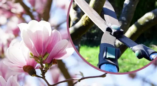 Delikatne kwiaty magnolii i sekator. Dowiedz się, kiedy ciąć magnolie, by cieszyć się ich pięknem.