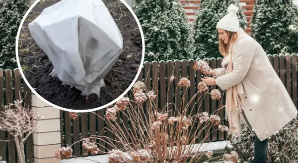 Zimowanie hortensji ogrodowej: okryta roślina w okręgu i kobieta przy zaschniętych kwiatach.