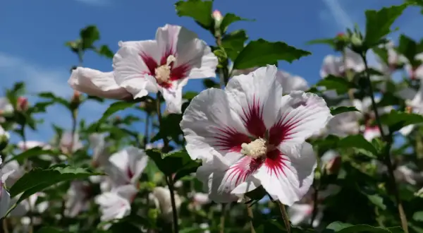 Białe kwiaty hibiskusa ogrodowego z czerwonymi żyłkami, gotowe do zimowania.
