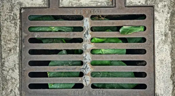 Metalowa kratka kanalizacyjna z zielonymi liśćmi, element drenażu powierzchniowego ogrodu.